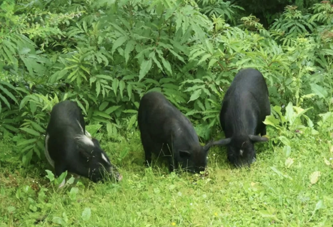 寻梦迭部：一处被当然与历史厚待的净土